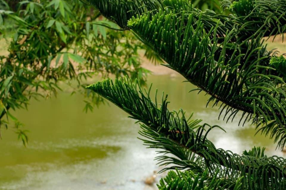 Sadhara River View Lodge Канди Екстериор снимка